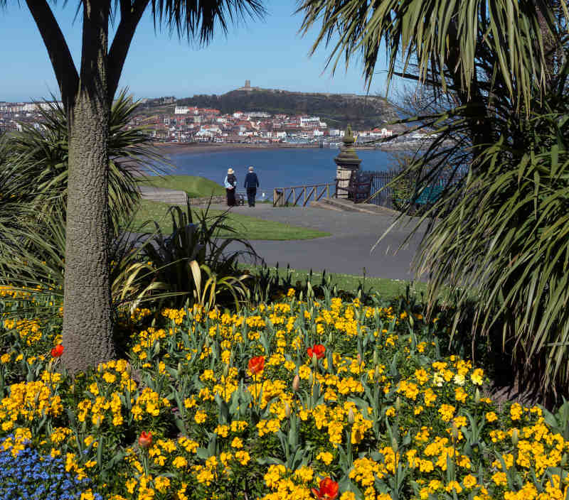 Image of flowers and the coast in Scarborough